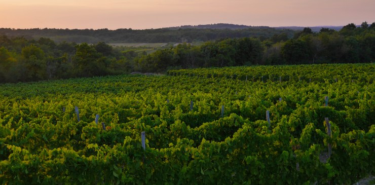 Vineyards_of_Istria_(Croatia).jpg